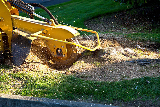 Professional Tree Care Services in Creedmoor, NC